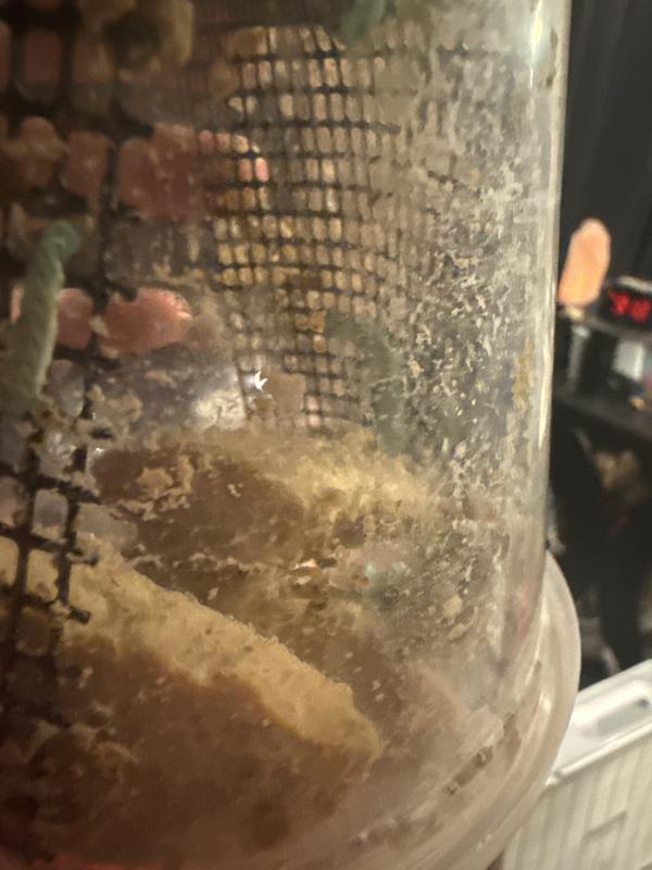 2 living worms out of 50 and broken food.