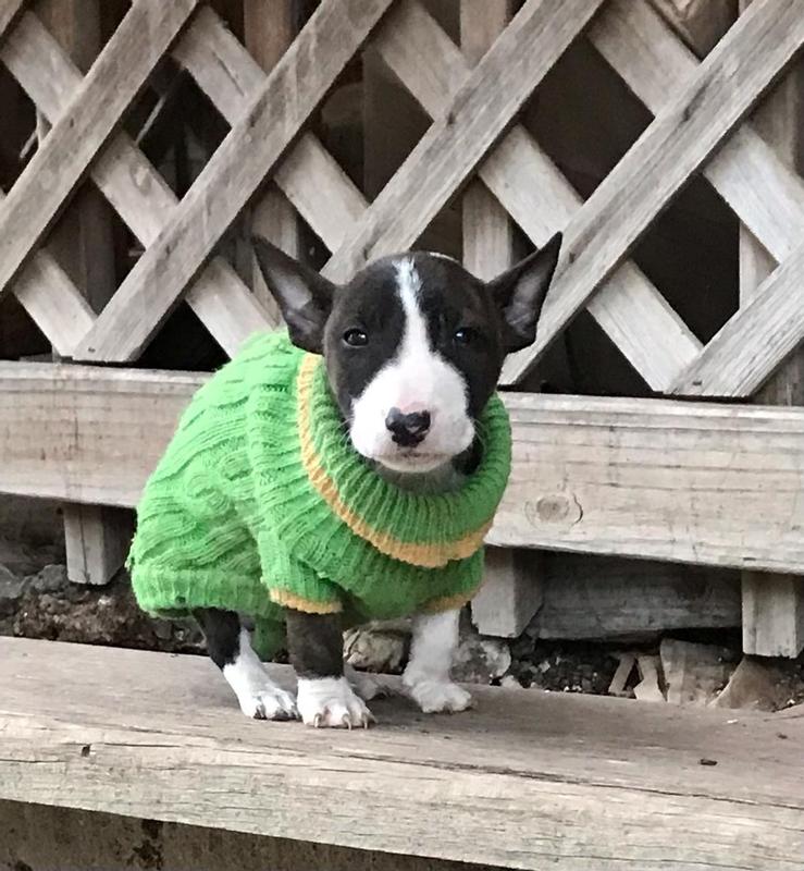 Fusilier in his green sweater.
