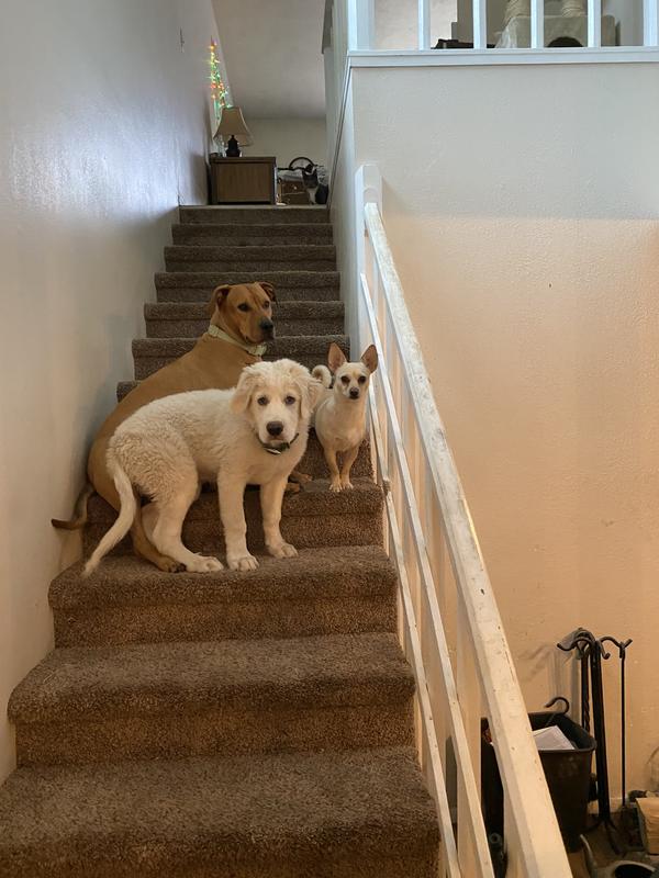 Major, our puppy and two of his four friends.