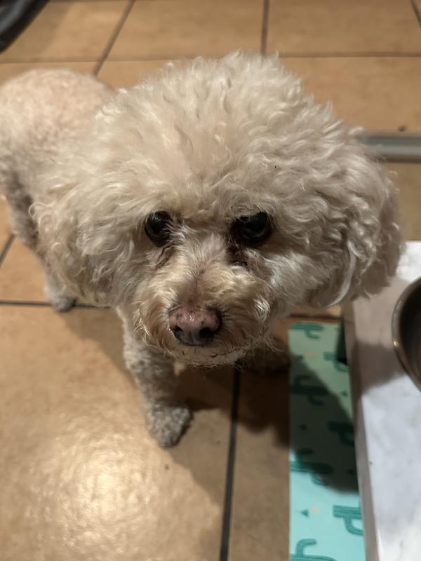 Happy oldie pup (12 yrs)