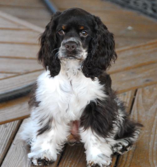 Discontinued DOGSWELL Vitality Tilapia Jerky Dog Treats, 15oz bag