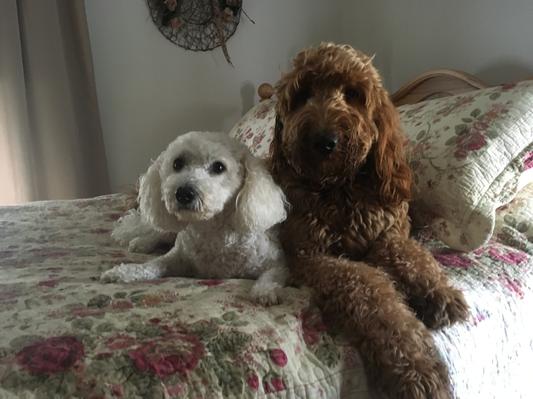 Fiona my white maltipoo and Sissy my red headed Goldendoodle