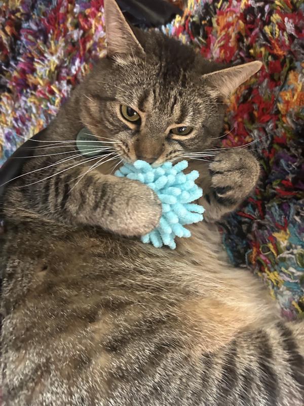 Fatty doesn’t play with much but he got up for these toys.