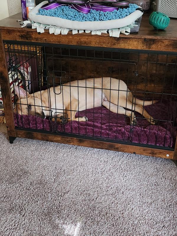 Kai is relaxing after play time.