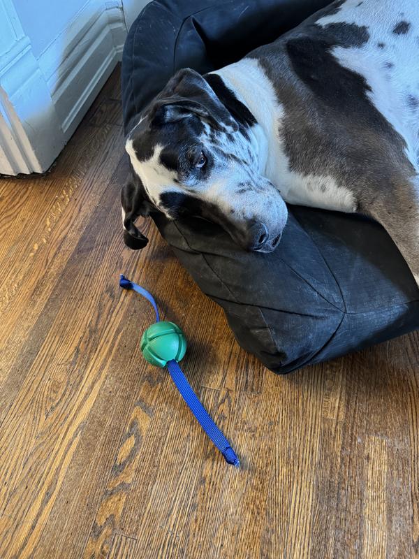 We just gave up trying to get him to care about the toy