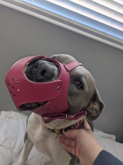 She has a typical pitt snout and the fit is pretty good!