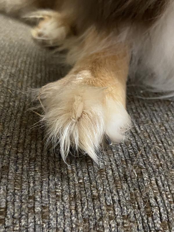 This is her other paw. It clearly shows better how badly she needs a trim.
