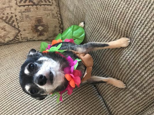Ally in her hula costume