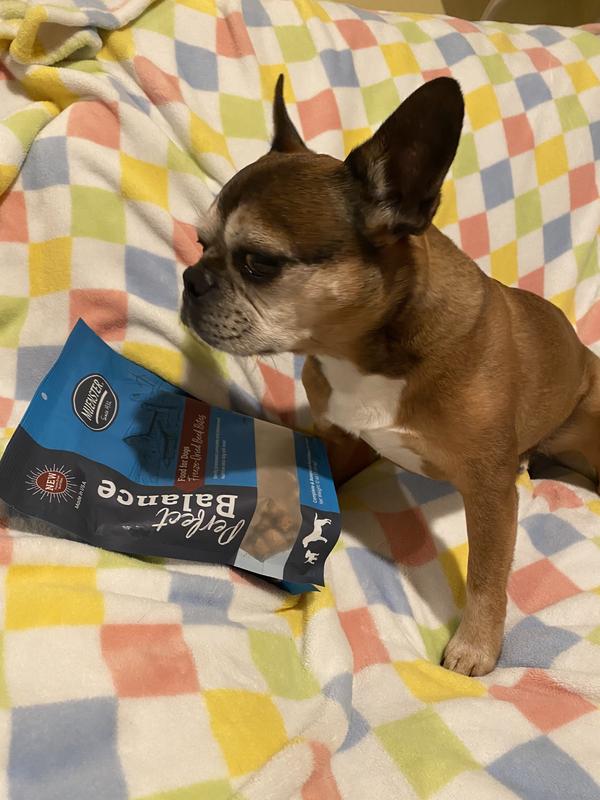 water bowls w/food, 12 year old baby eating/drinking the food and my handsome shy man