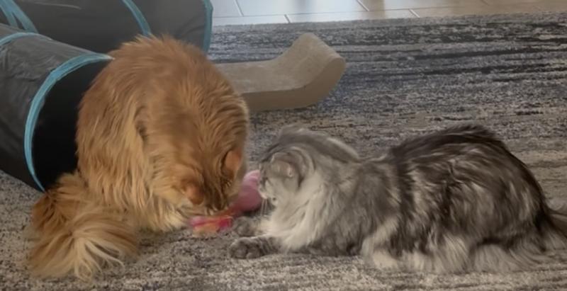 Riley and Tony playing nicely.