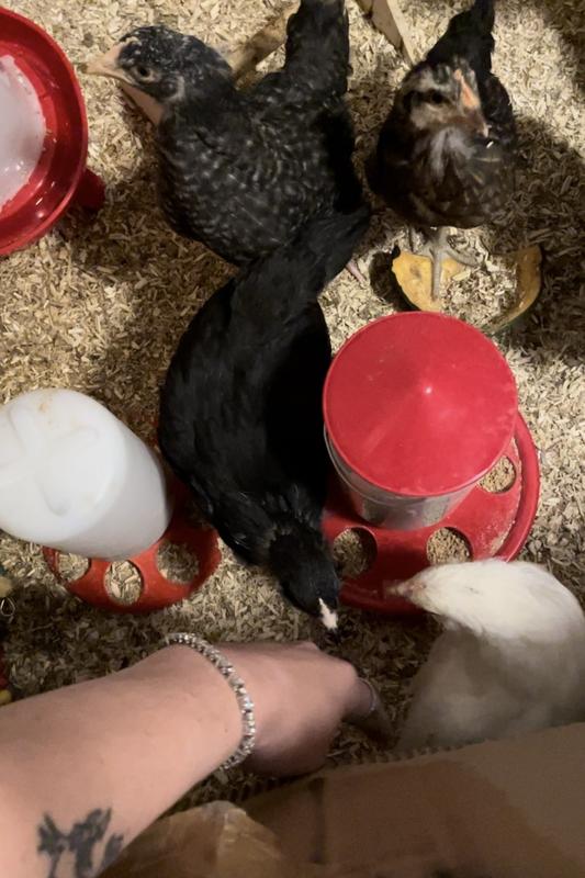 My chicks took to the feed right away.