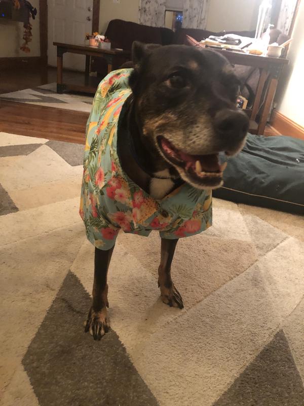 FRISCO Pineapple Hawaiian Camp Dog Cat Shirt X Small Chewy