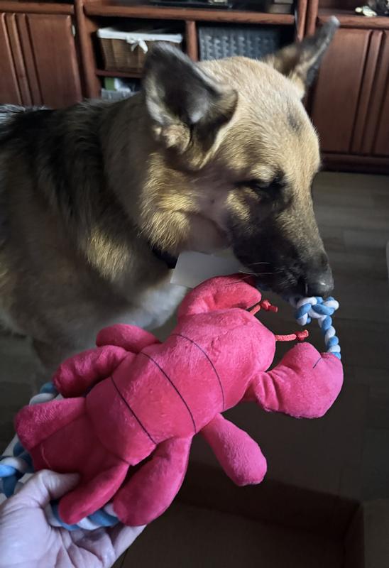 “Tug-of-War Approved—From Big & Small Pups!”