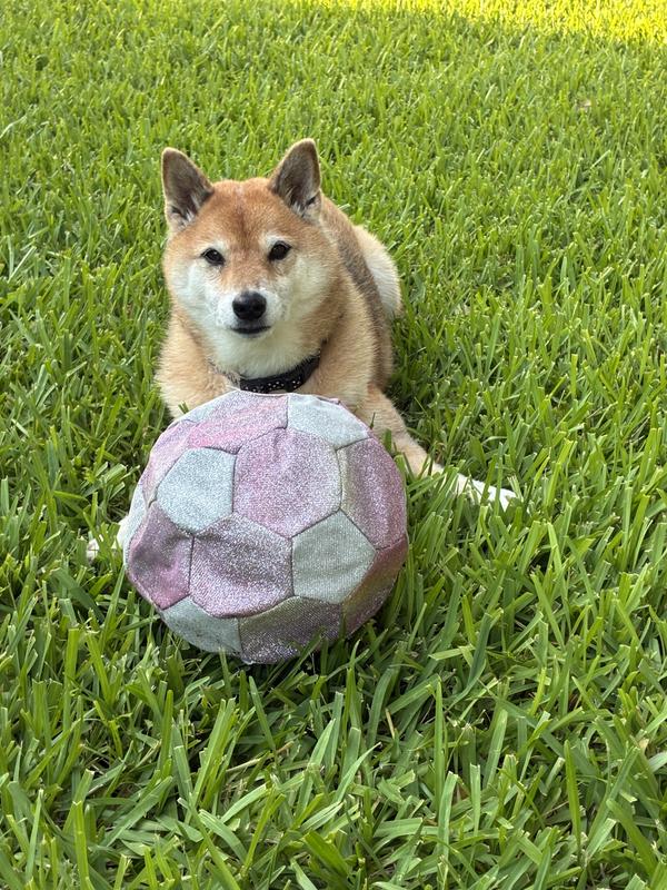 Play ball.. not. 🥴🐕