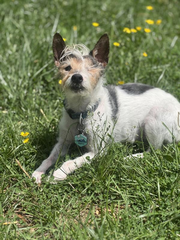Happy truffle, feeling better!