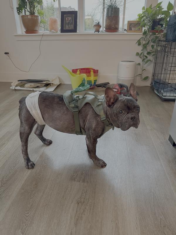 My 40 pound frenchie wears a size large