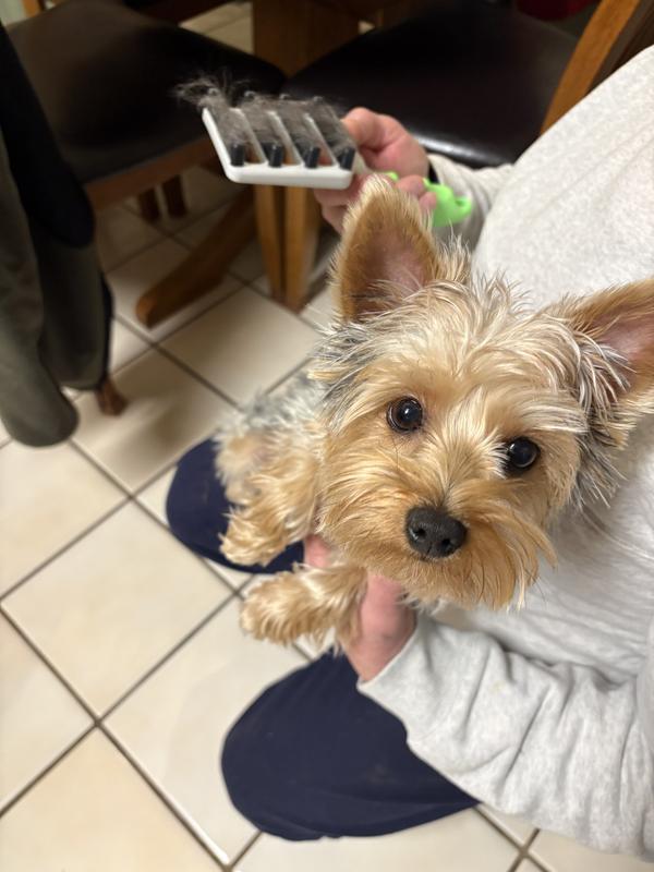 She doesn’t mind being groomed with this!