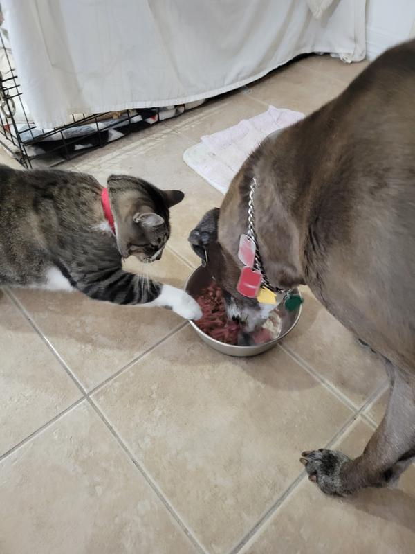 My cat pulling the bowl away trying to get the beef!