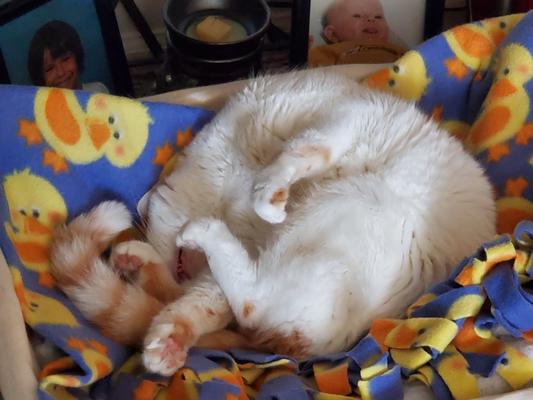 MY PRECIOUS BABY BOY ROADY