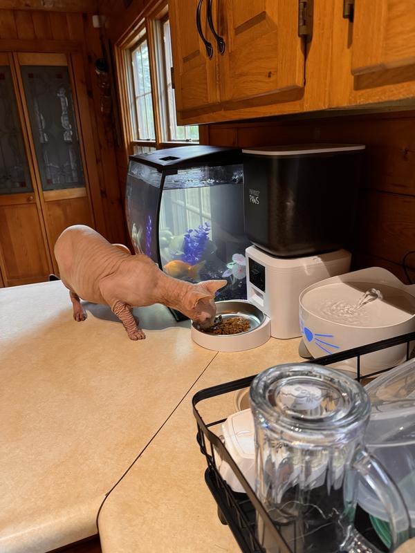 My cats love this and so do I