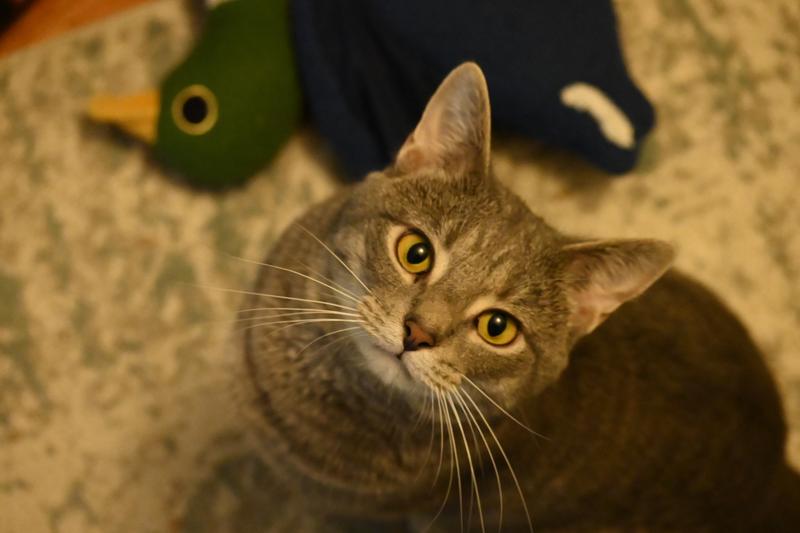 Duncan confused as to why we tried to feed him something not yummy when everything is yummy