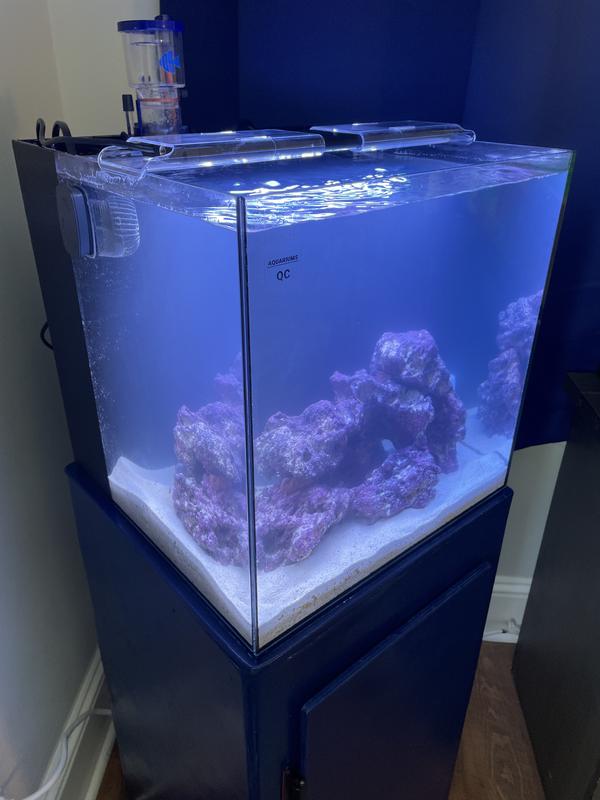 HELLOREEF Clownfish & Anemone Saltwater Aquarium Starter Kit, 15-gal ...