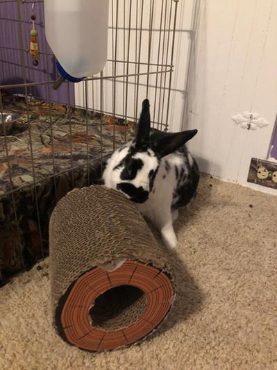 Rabbit Hide Roll Enrichment Chews for Large Dogs — Animal Connection LLC