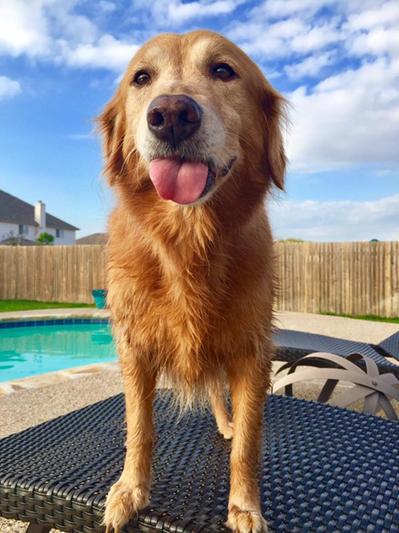 Sadie is back to her happy. sweet, golden self!