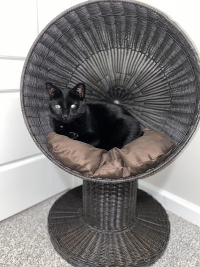 The refined feline kitty best sale ball bed