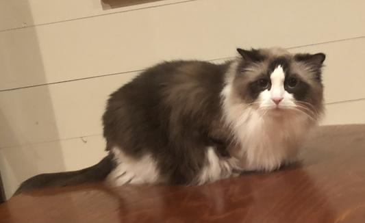 Bandit, 7-year old rag doll cat with IBD