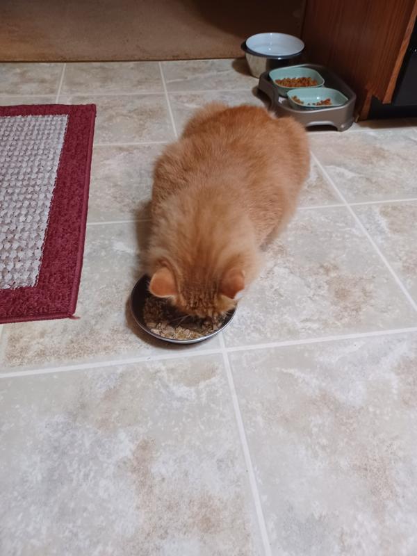 Morris is a stray who visits every once in a while but he licked the gravy and went on to eat dry food.
