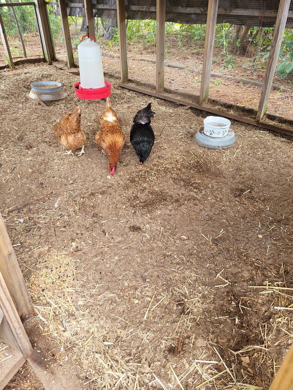 We sprinkled it around and they loved it.