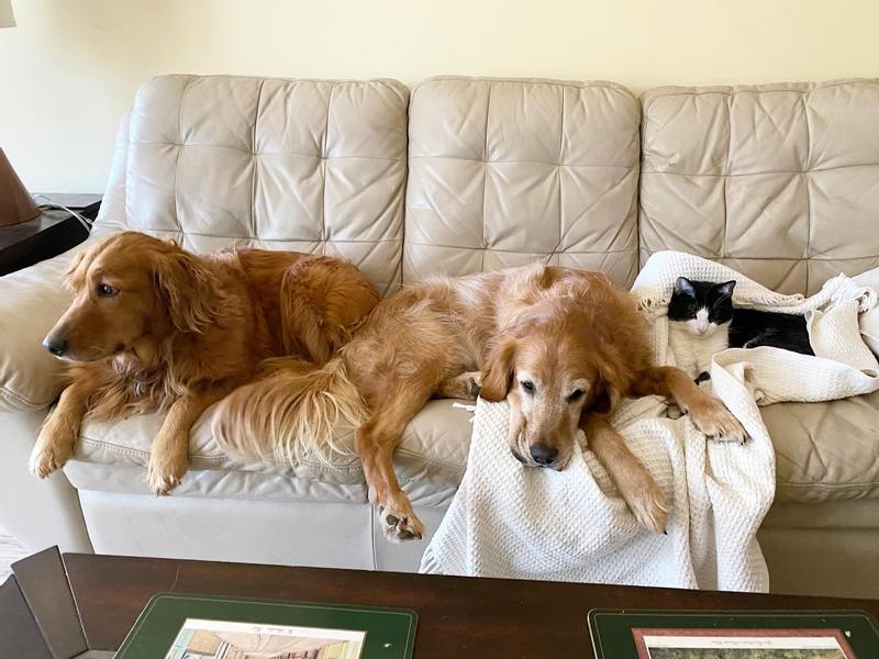 I don’t take photos of them eating because they eat too fast—so here they are being cute.