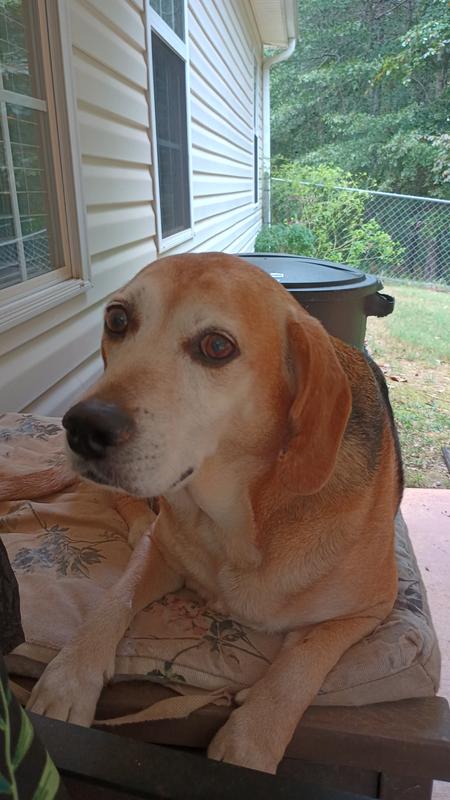 Millie is getting hard of heary