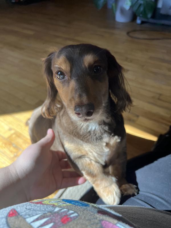 8 yr old female