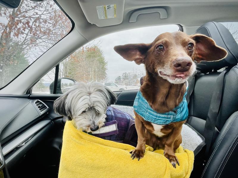Room for a visiting friend for pup cups stop