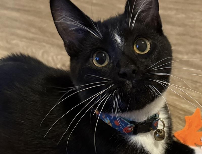 Erdi looks even dapper than he did before