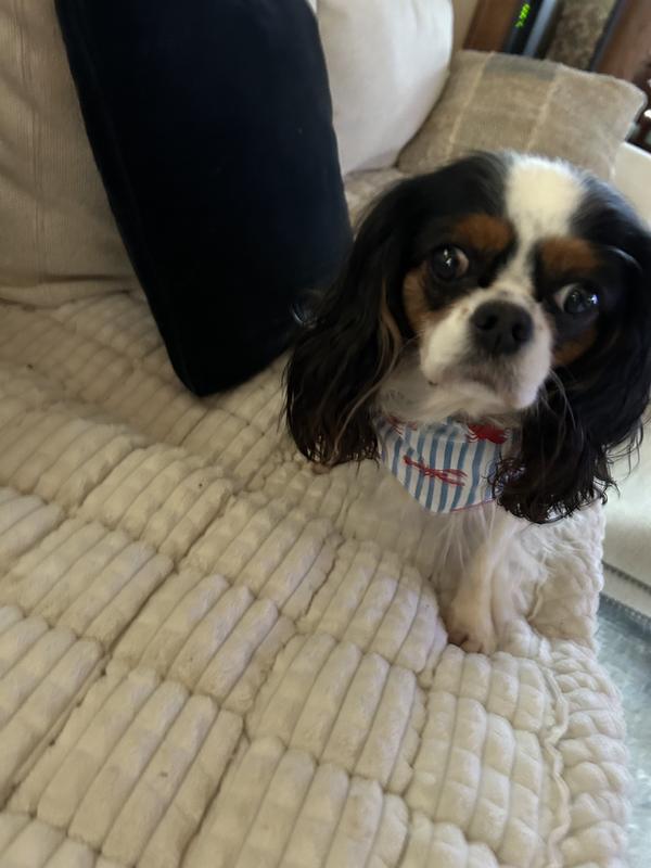 Smart looking bandanna