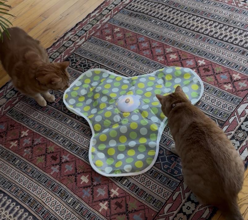 Harold and Boson engaged with this toy!
