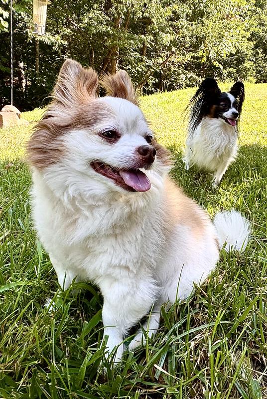 Hankie & Chloe resting after running on backyard