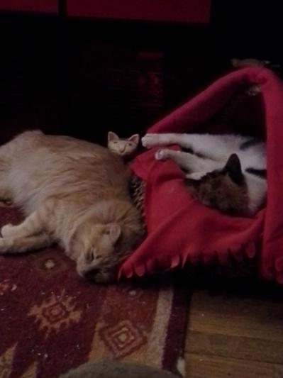 As close as they get unless they're annoying each other.