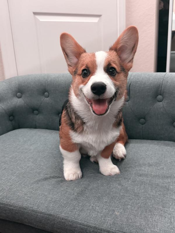 Look at that happy puppy!