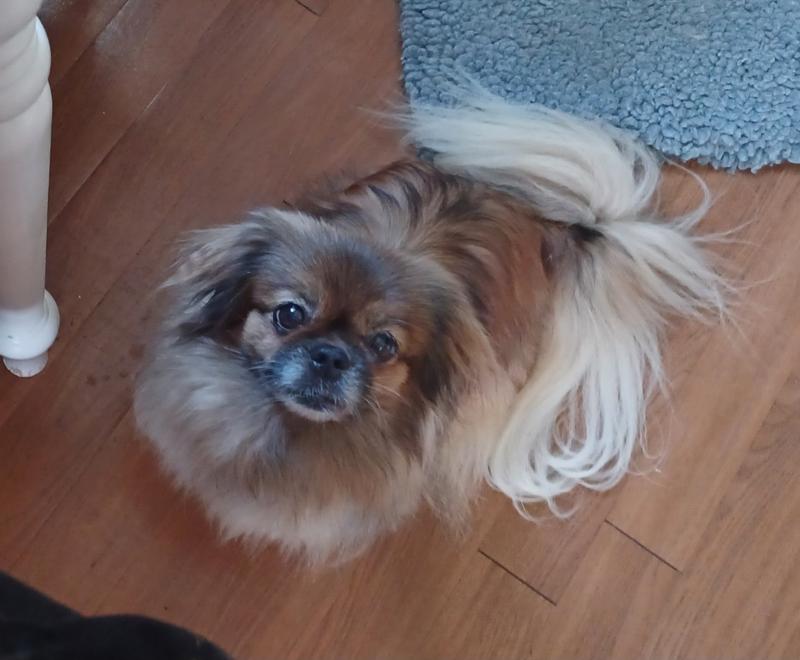 Ketu. Fighting cancer and winning