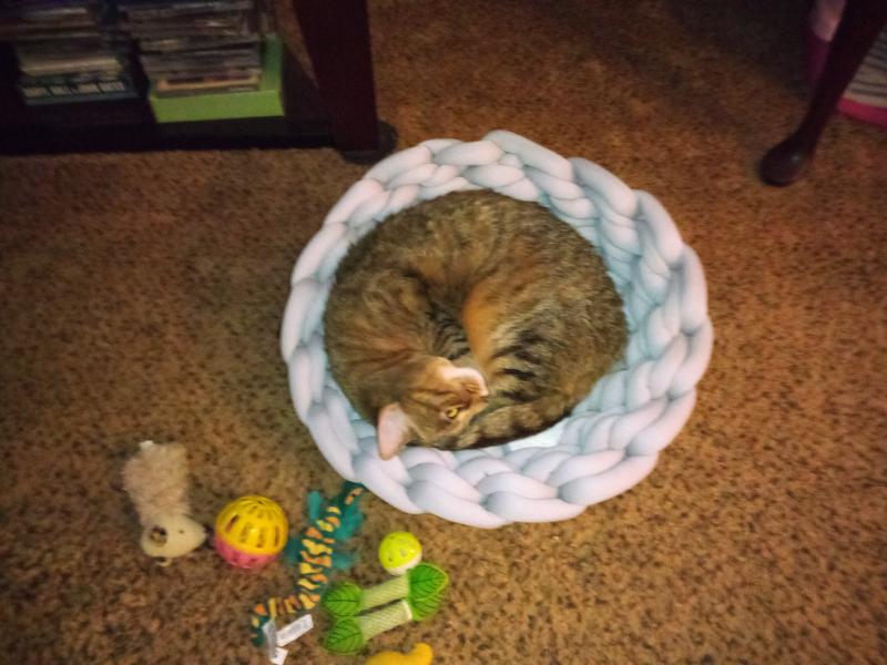 Angel taking her afternoon nap 😴