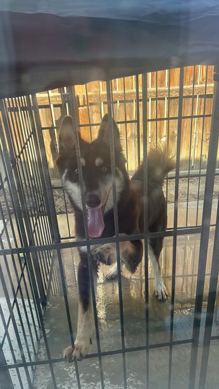 My FERRONI is happy and I am thankful with chewy 😊