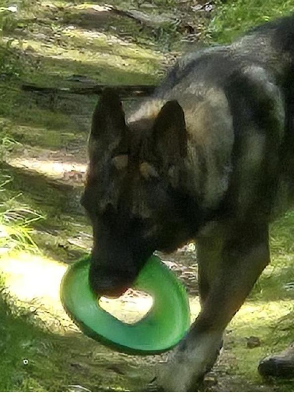 Love my West Paws frisbee!