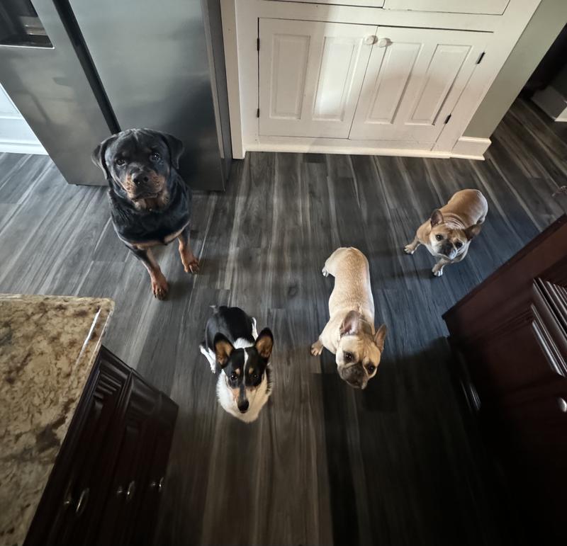 They know when a chewy box comes they are getting something good.