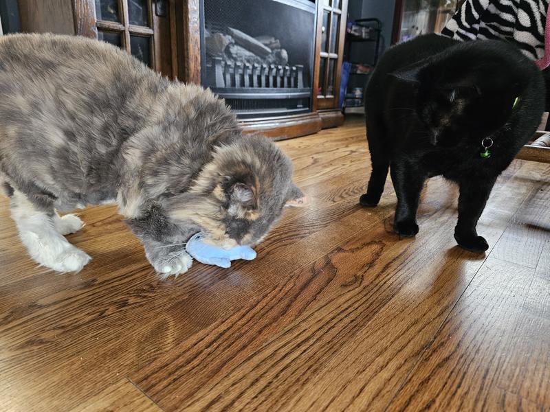 Meatloaf and Madison