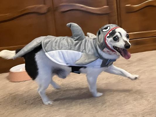 Puppy shark. Do doo do doo do do.