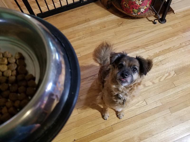 Gustav demonstrating the level of anticipation for receiving his kibble.